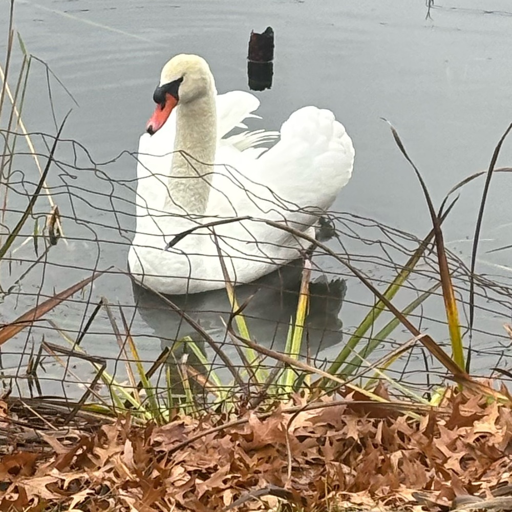 Meet your Posher, Mellissa